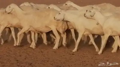 غنم حرية حرش دفع ضان حريات جروم جبرة 2