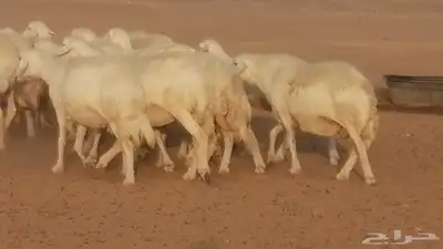 غنم حرية حرش دفع ضان حريات جروم جبرة 33