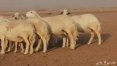 غنم حرية حرش دفع ضان حريات جروم جبرة 15