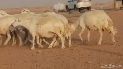 غنم حرية حرش دفع ضان حريات جروم جبرة 11