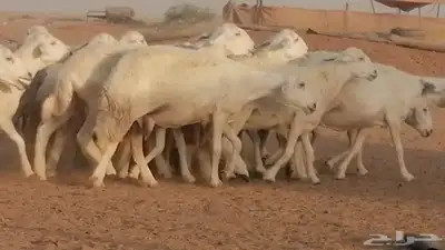 غنم حرية حرش دفع ضان حريات جروم جبرة 22