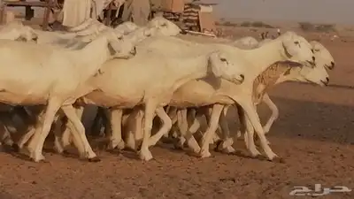 غنم حرية حرش دفع ضان حريات جروم جبرة 3