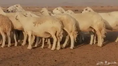 غنم حرية حرش دفع ضان حريات جروم جبرة 13