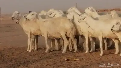 غنم حرية حرش دفع ضان حريات جروم جبرة 6