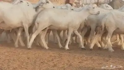 غنم حرية حرش دفع ضان حريات جروم جبرة 5