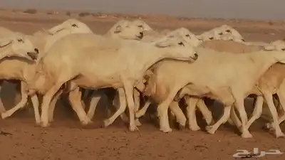 غنم حرية حرش دفع ضان حريات جروم جبرة 20