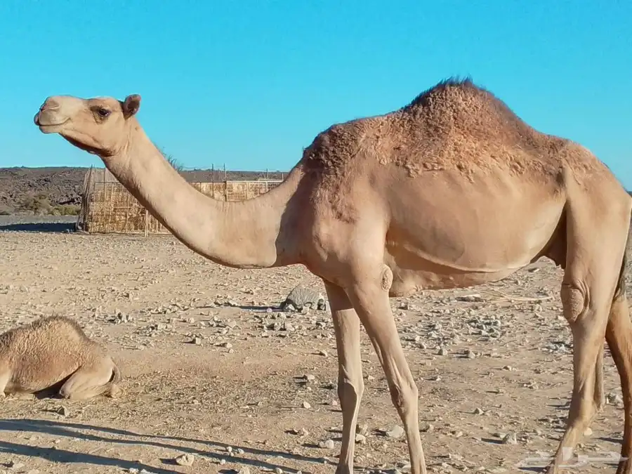 ناقه مهجنه معزول عنها ثنوها الاب شاهين يام بعير منتج الأم 0