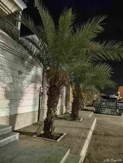 نخل سكري للبيع 0