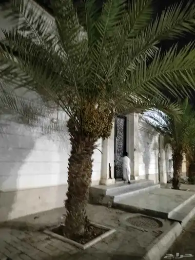 نخل سكري للبيع 1