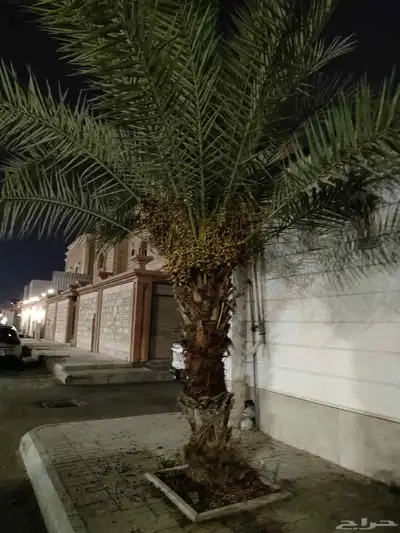 نخل سكري للبيع 2