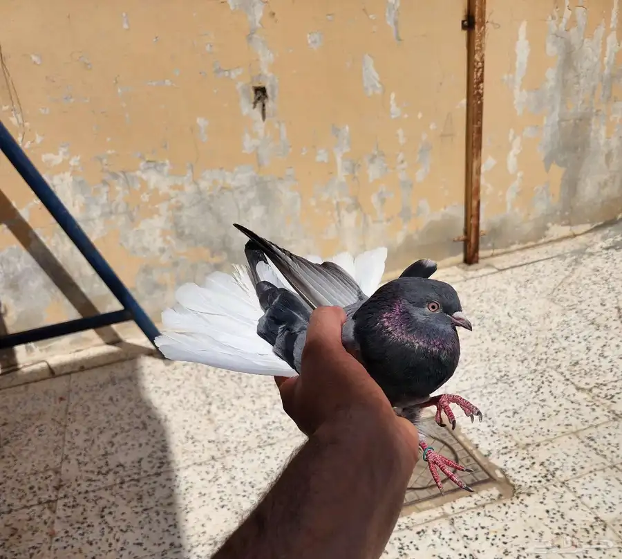 حمام قطيفي ذكر هجرسي 4