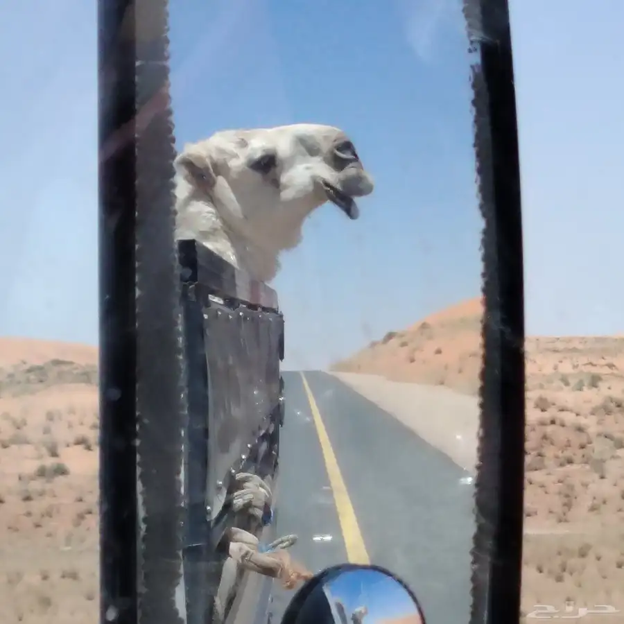 دنه مشاوير أبل   الحين موجود في الطائف 0