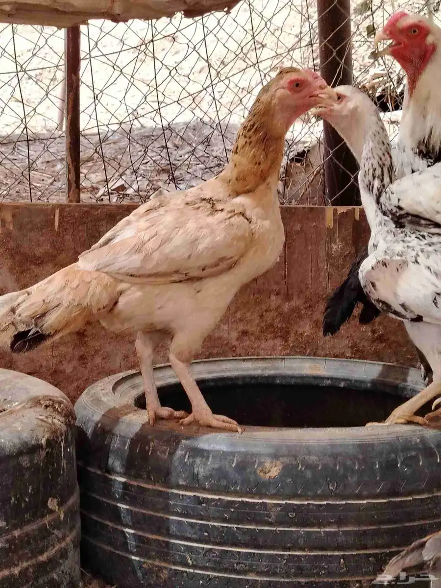 السلام عليكم دجاج بكستني وديك فارسي وديك أثنى بكستني 7
