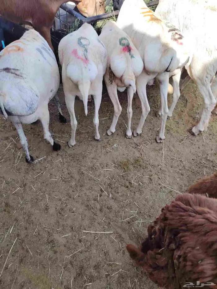 نعيمى وسواكن وبربرى وتيوس 7