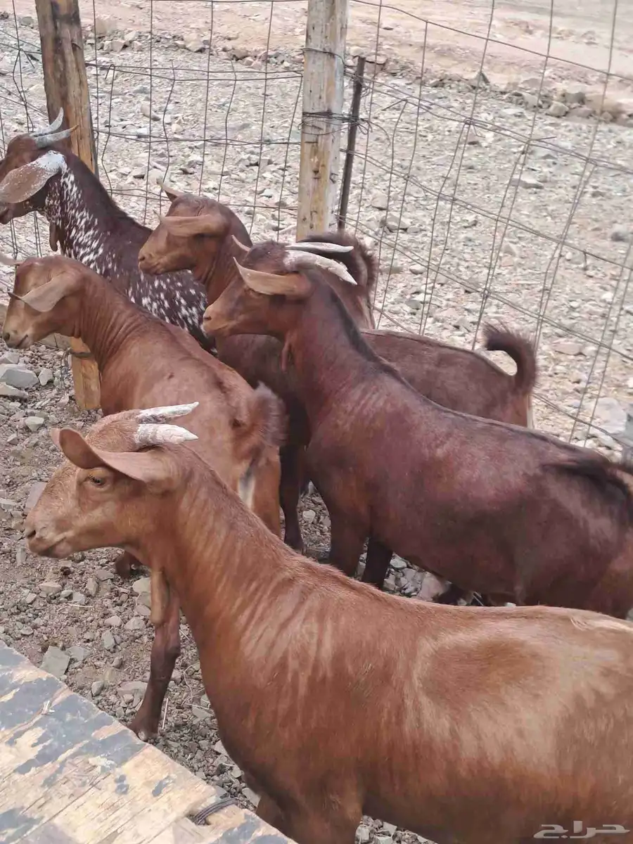 تيوس محايليه ذبائح ثلاجه على مستوى 2