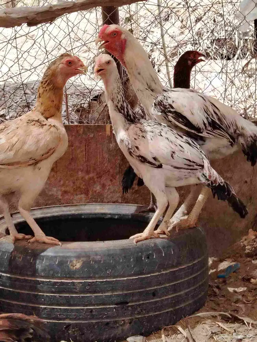السلام عليكم دجاج بكستني وديك فارسي وديك أثنى بكستني 3