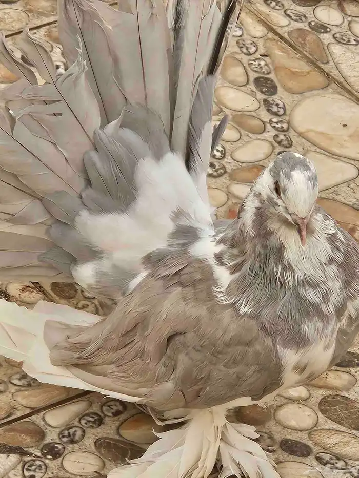 زوج هزازي فخم منتج 10