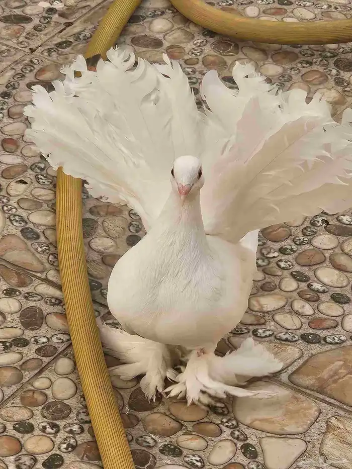 زوج هزازي فخم منتج 14