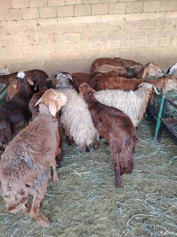 نعيمى وسواكن وبربرى وتيوس 0