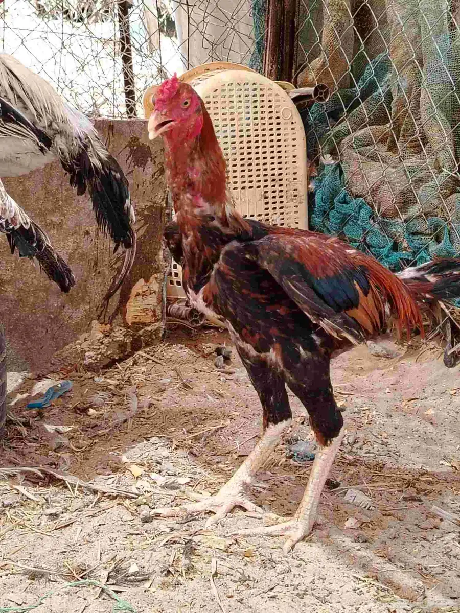السلام عليكم دجاج بكستني وديك فارسي وديك أثنى بكستني 2