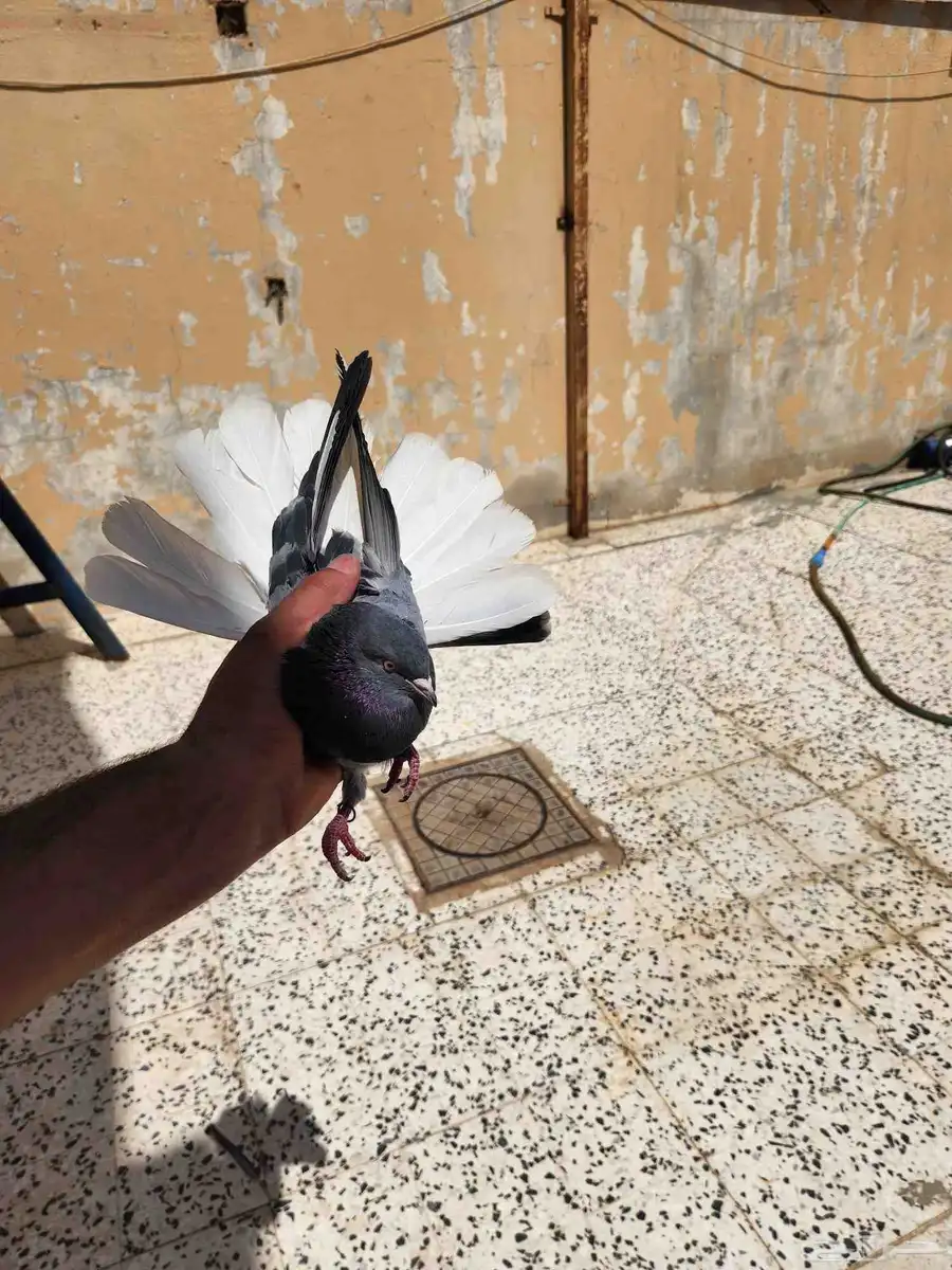 حمام قطيفي ذكر هجرسي 0