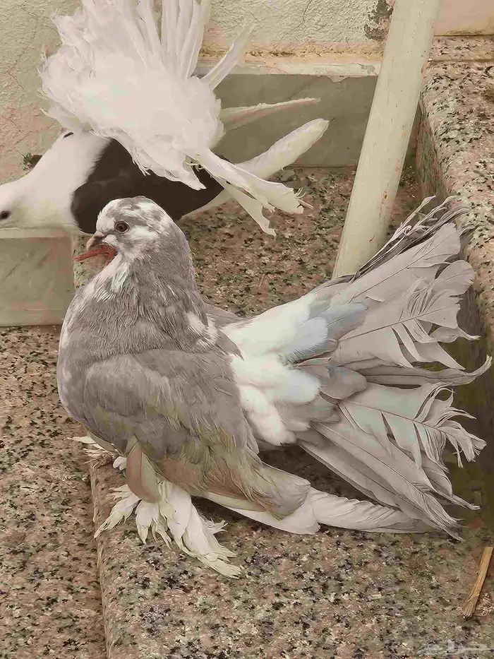 زوج هزازي فخم منتج 0