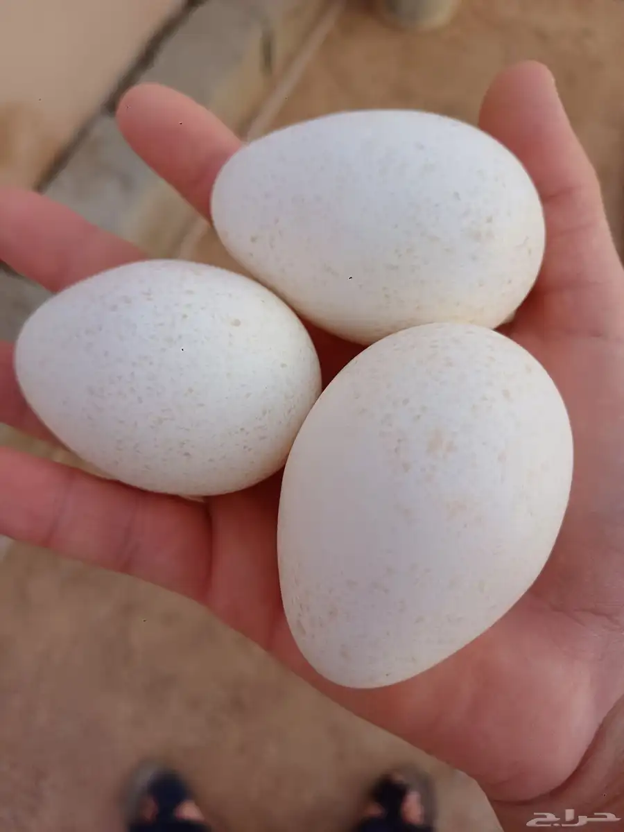 دجاج رومي ابيض منتج 3