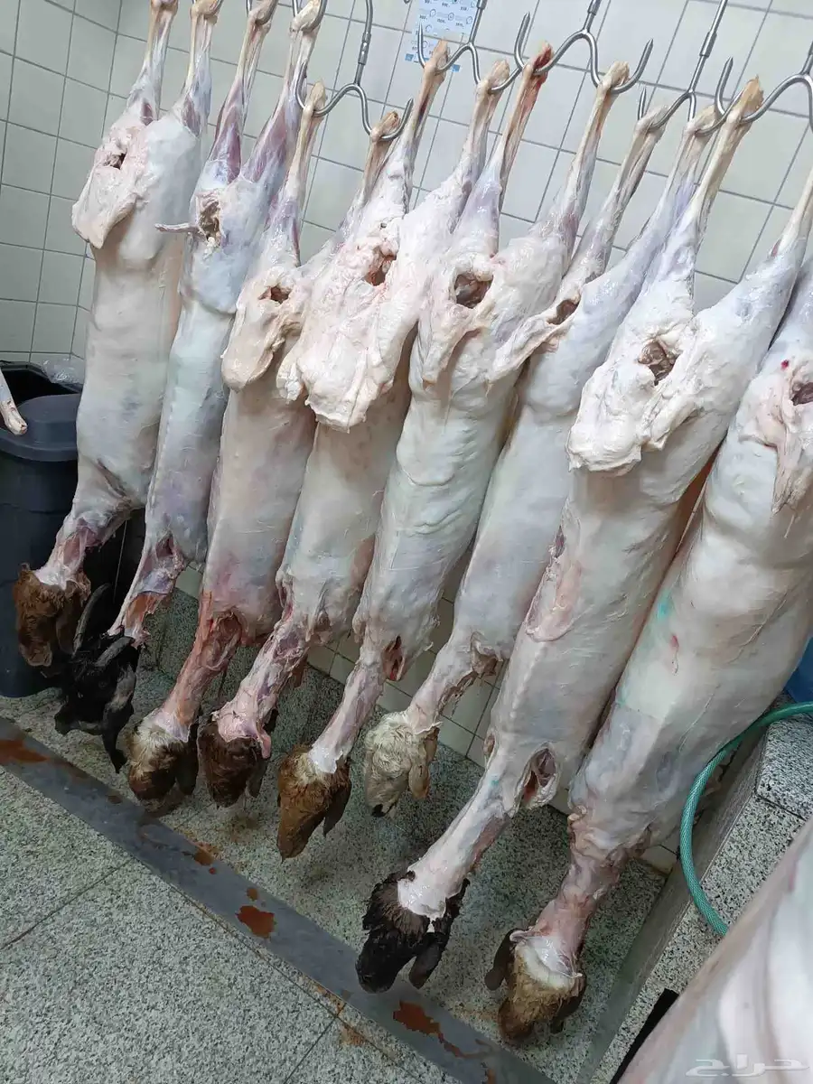 يوجد بيع حاشي لباني بالربع والنص حاشي ويوجد غنم بالحبه 0
