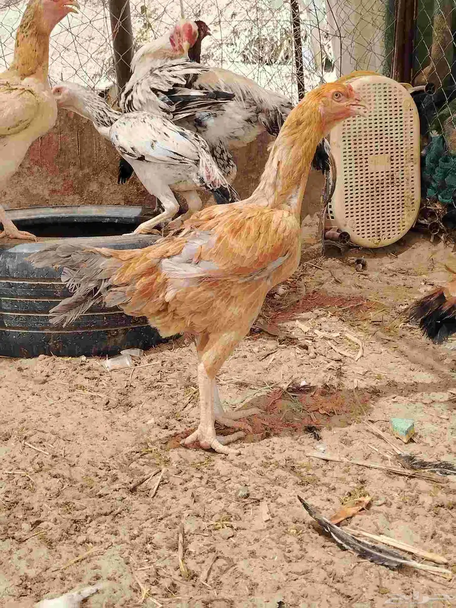 السلام عليكم دجاج بكستني وديك فارسي وديك أثنى بكستني 8