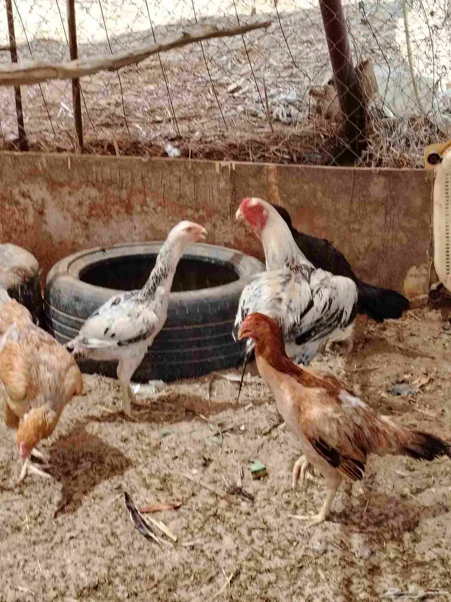السلام عليكم دجاج بكستني وديك فارسي وديك أثنى بكستني 9