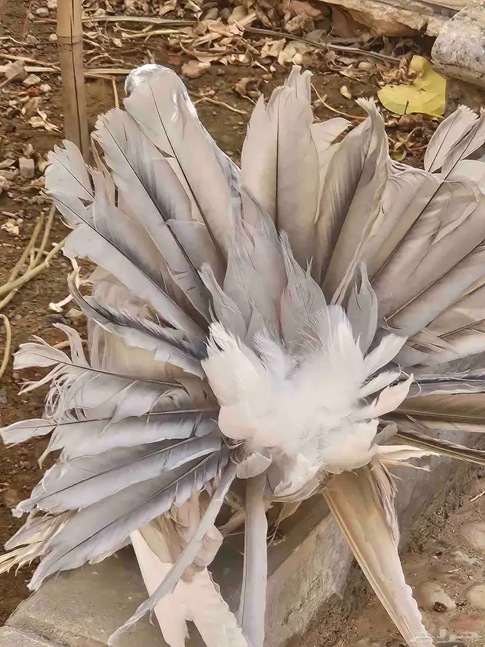 زوج هزازي فخم منتج 7