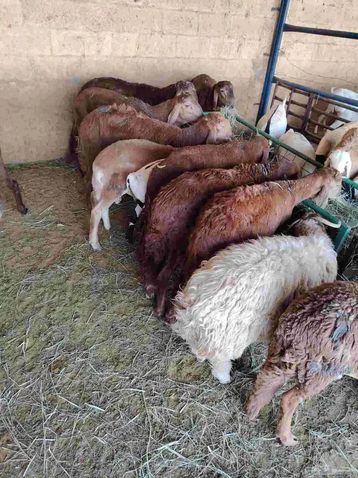 نعيمى وسواكن وبربرى وتيوس 3