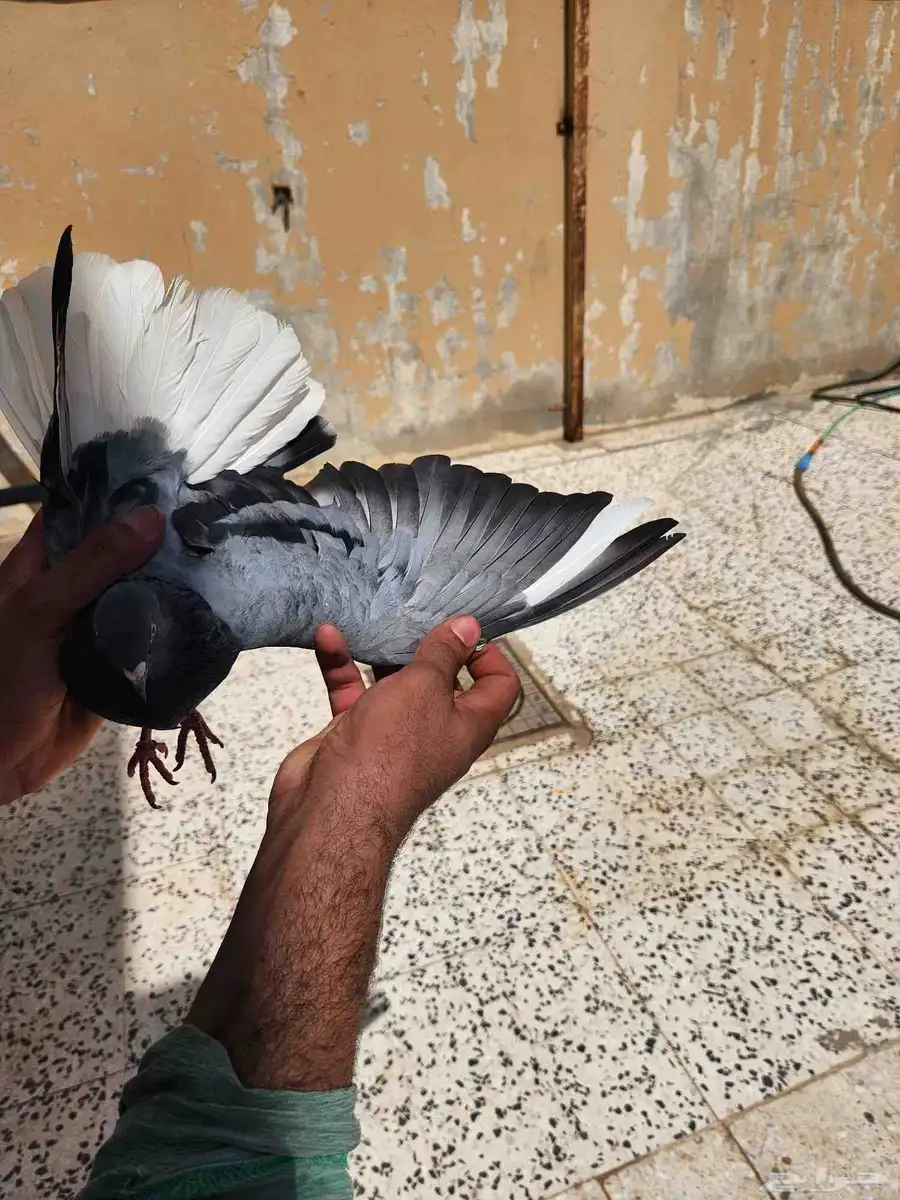 حمام قطيفي ذكر هجرسي 2