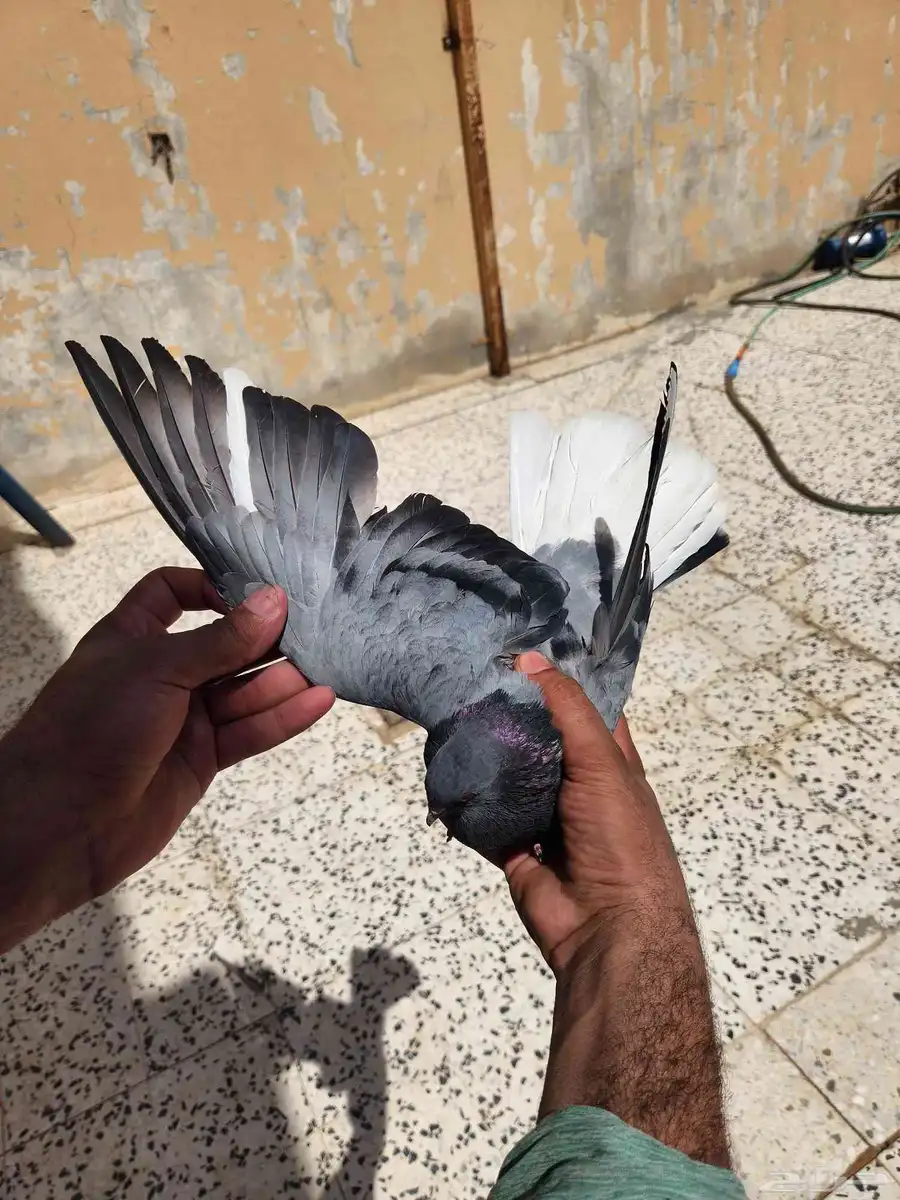حمام قطيفي ذكر هجرسي 1