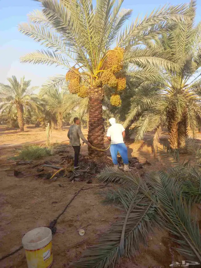 نخل مثمر نخيل خلاص برحي شيشي سكري ونان مجدول 0