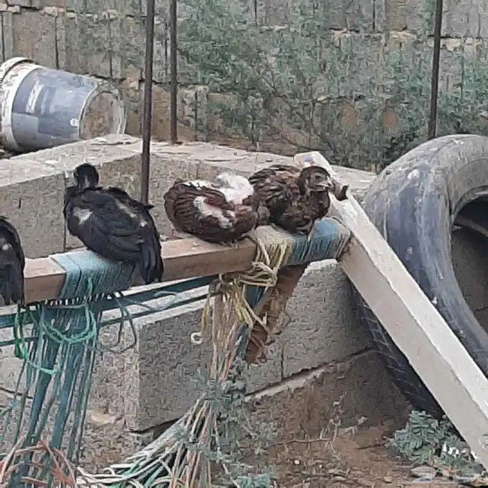 فروخ مكس سنود وشامو 1