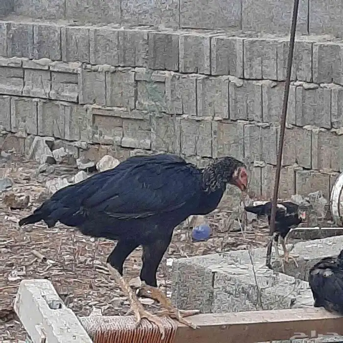 فروخ مكس سنود وشامو 0
