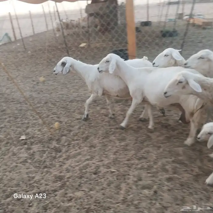 غنم حريات خلفات 0