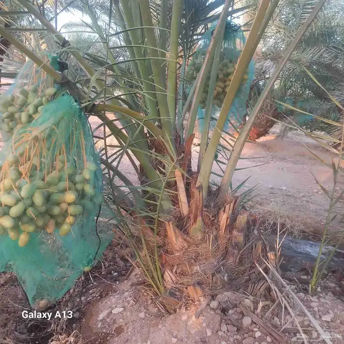 نخيل القصيم المثمرة 4