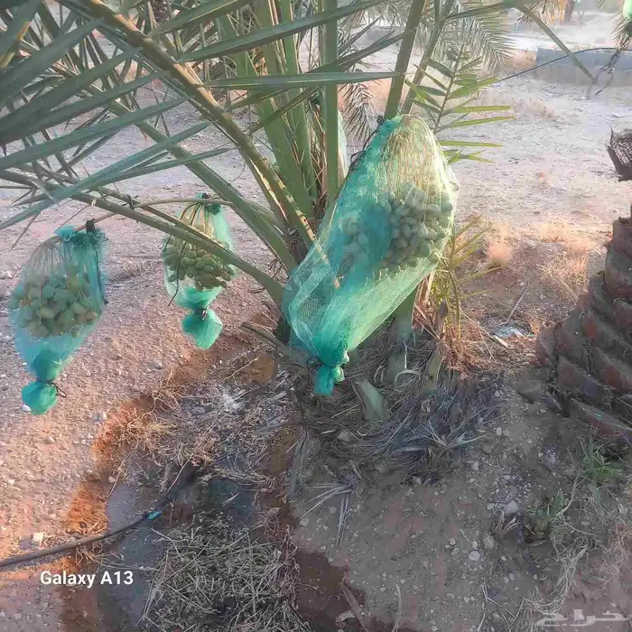 نخيل القصيم المثمرة 6