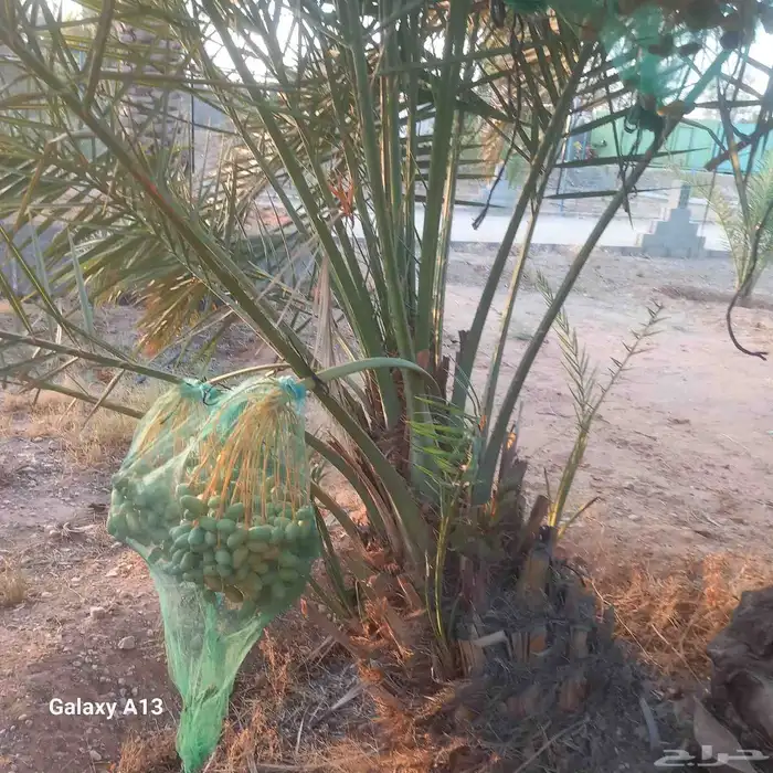 نخيل القصيم المثمرة 5