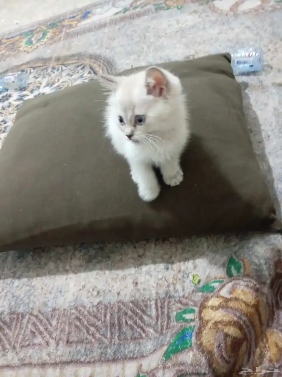 كيتن ذكر هجين هملايا سكوتش عمر شهرين 2