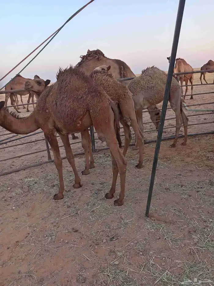 قعدان بريات 0