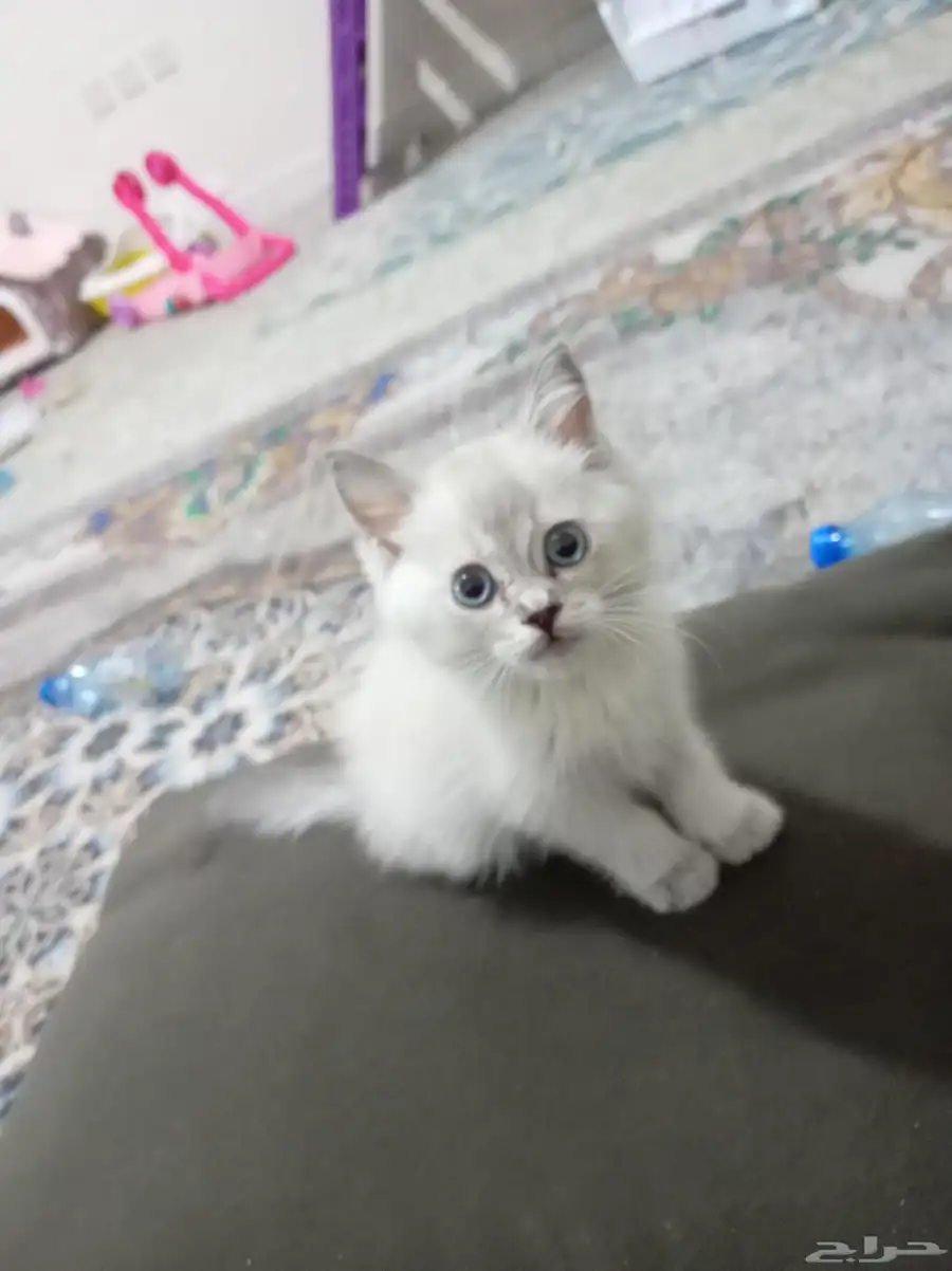 كيتن ذكر هجين هملايا سكوتش عمر شهرين 0