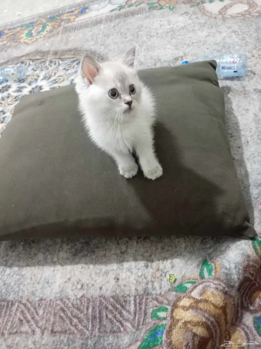 كيتن ذكر هجين هملايا سكوتش عمر شهرين 1