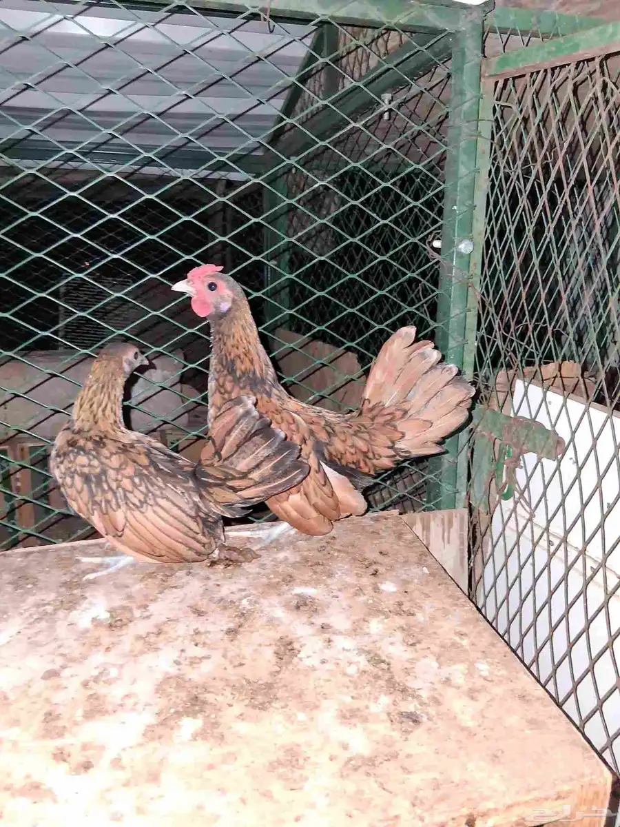 دجاجه وديك سبرايت شبابي العمر شهرين وعشرين يوم 1