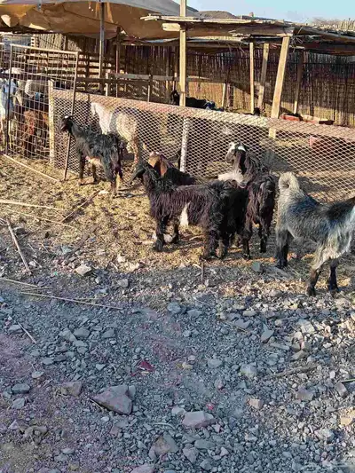 سلام عليكم ورحمة الله وبركاته 0
