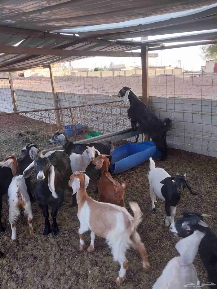 معزاء عوارض طيبة للبيع. تم البيع تم البيع 4