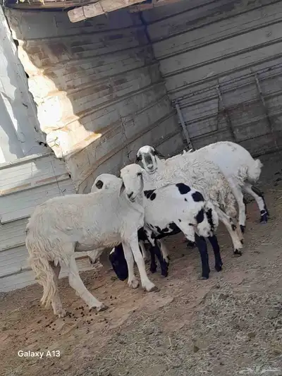 رخال ثنيان دفيع 2