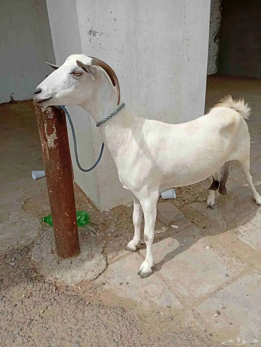 عنز ملقوحة السن اول لفاف عنز وافية ماشاء الله تبارك الله 0